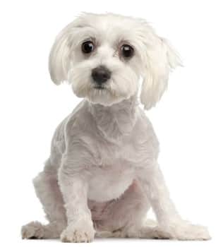 maltese-shaved-coat